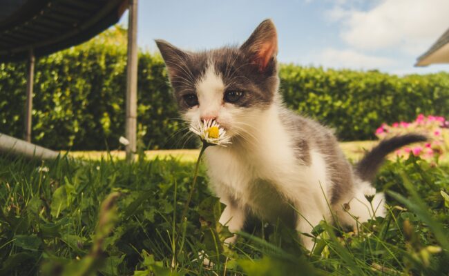 Trujaca roslina dla kota rośnie przed domem