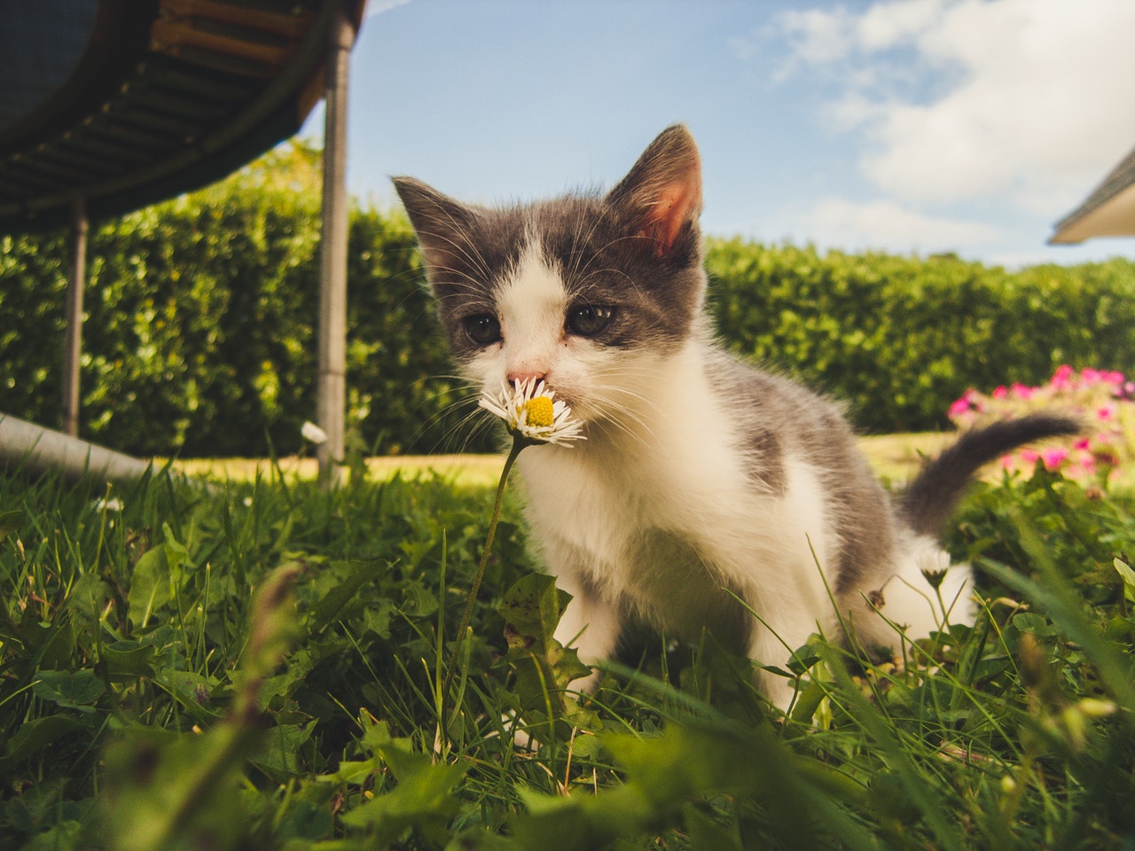 Trujaca roslina dla kota rośnie przed domem
